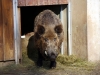 Wildschwein